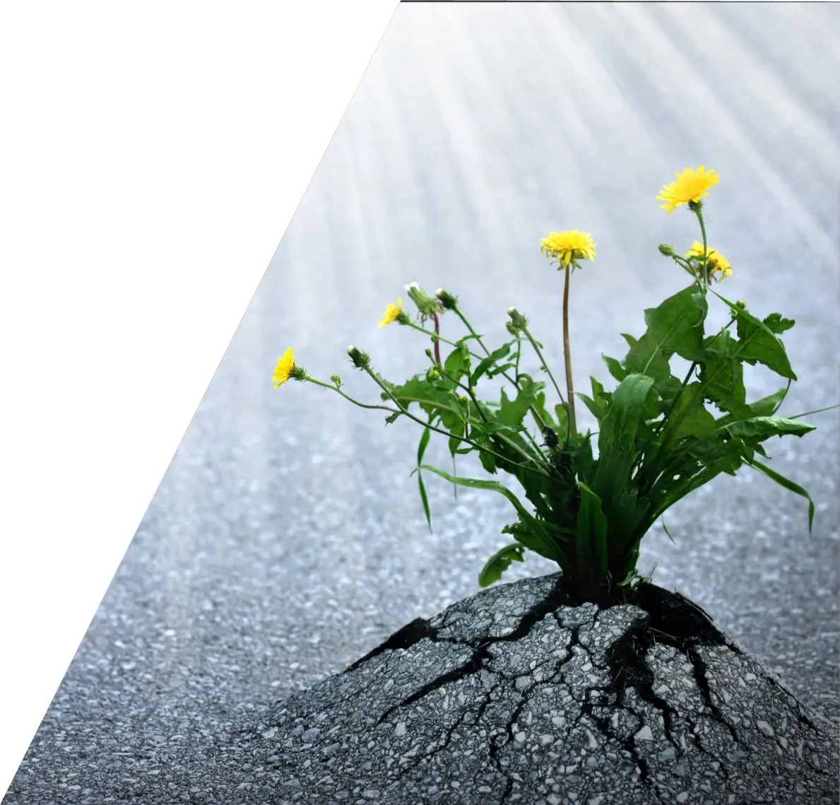 Sviluppare la Resilienza