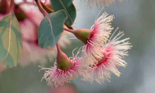 I Fiori Australiani e le loro proprietà