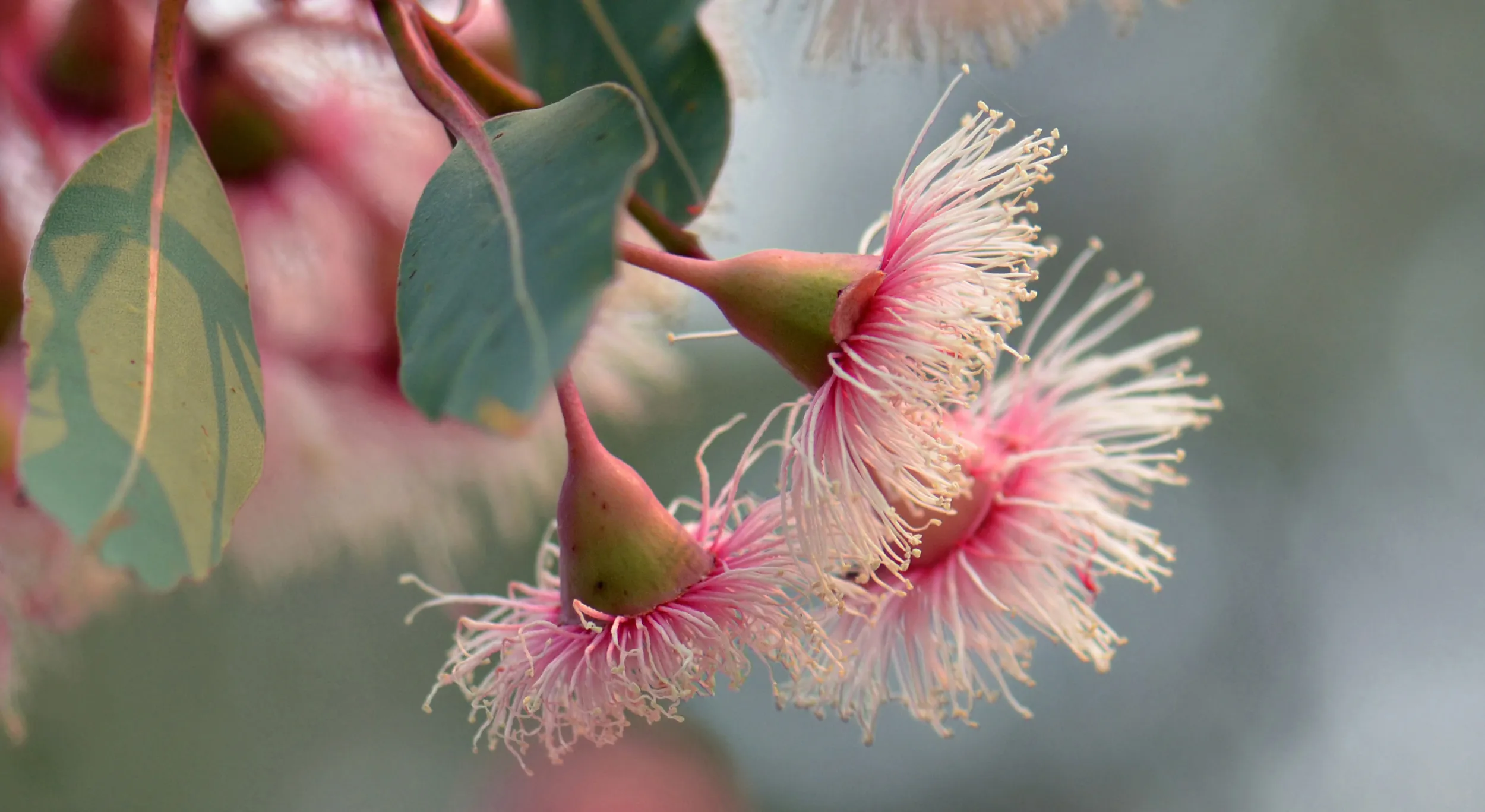 I Fiori Australiani e le loro proprietà