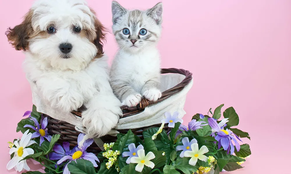 Operatore Fiori Australiani per Animali