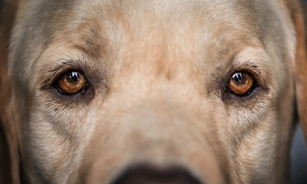 Psicologia Animale