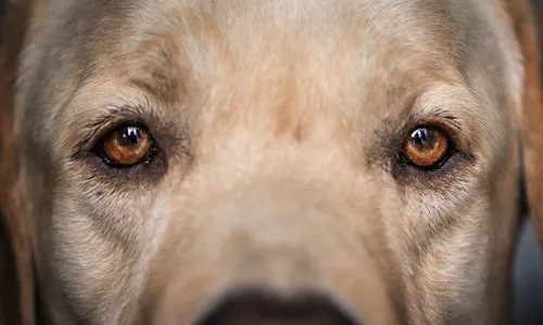 Psicologia Animale