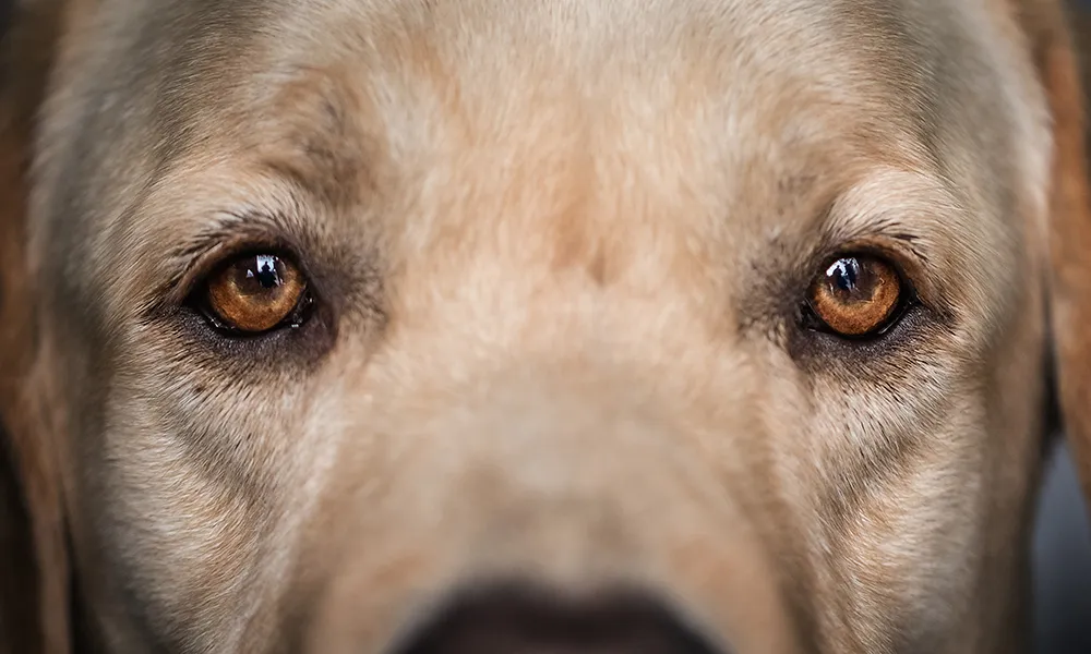 Psicologia Animale