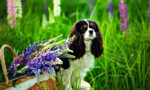 Naturopatia Animale